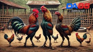 Đá Gà Cựa Sắt Bến Tre